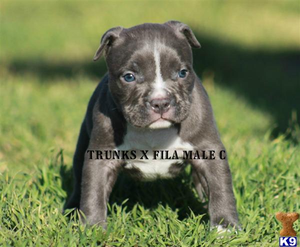 American Pit Bull Puppies